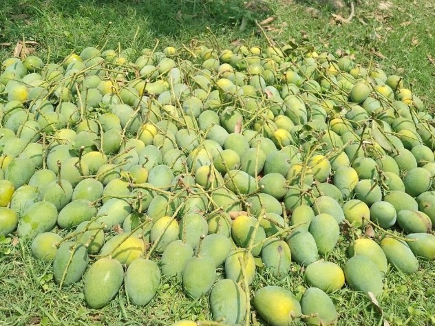 আমাদের নিজস্ব বাগান