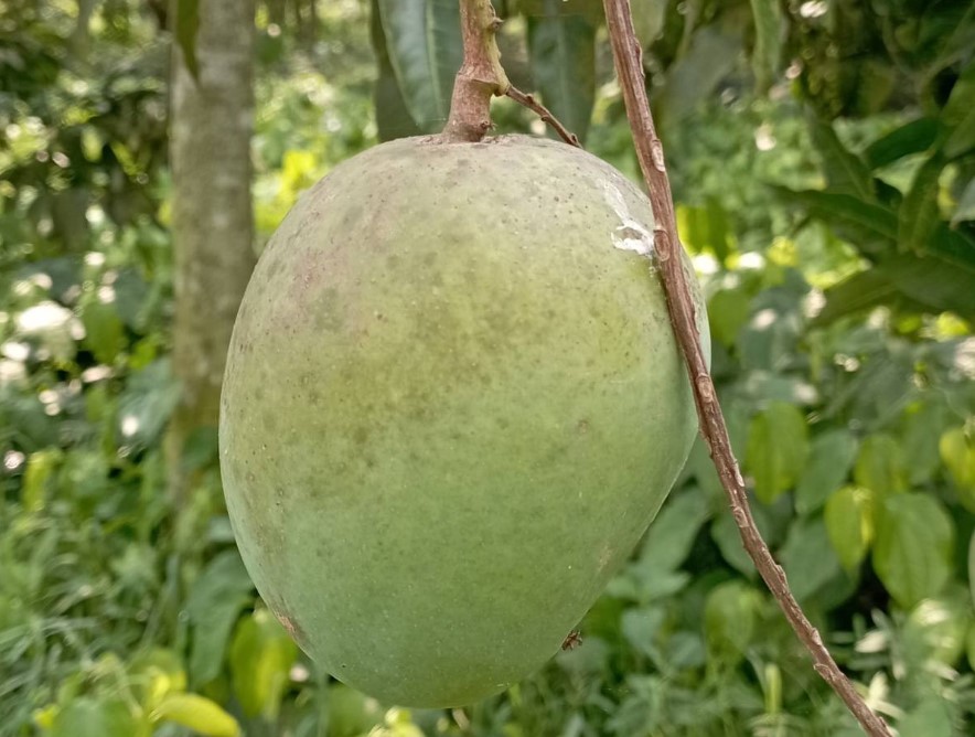 আমাদের নিজস্ব বাগান