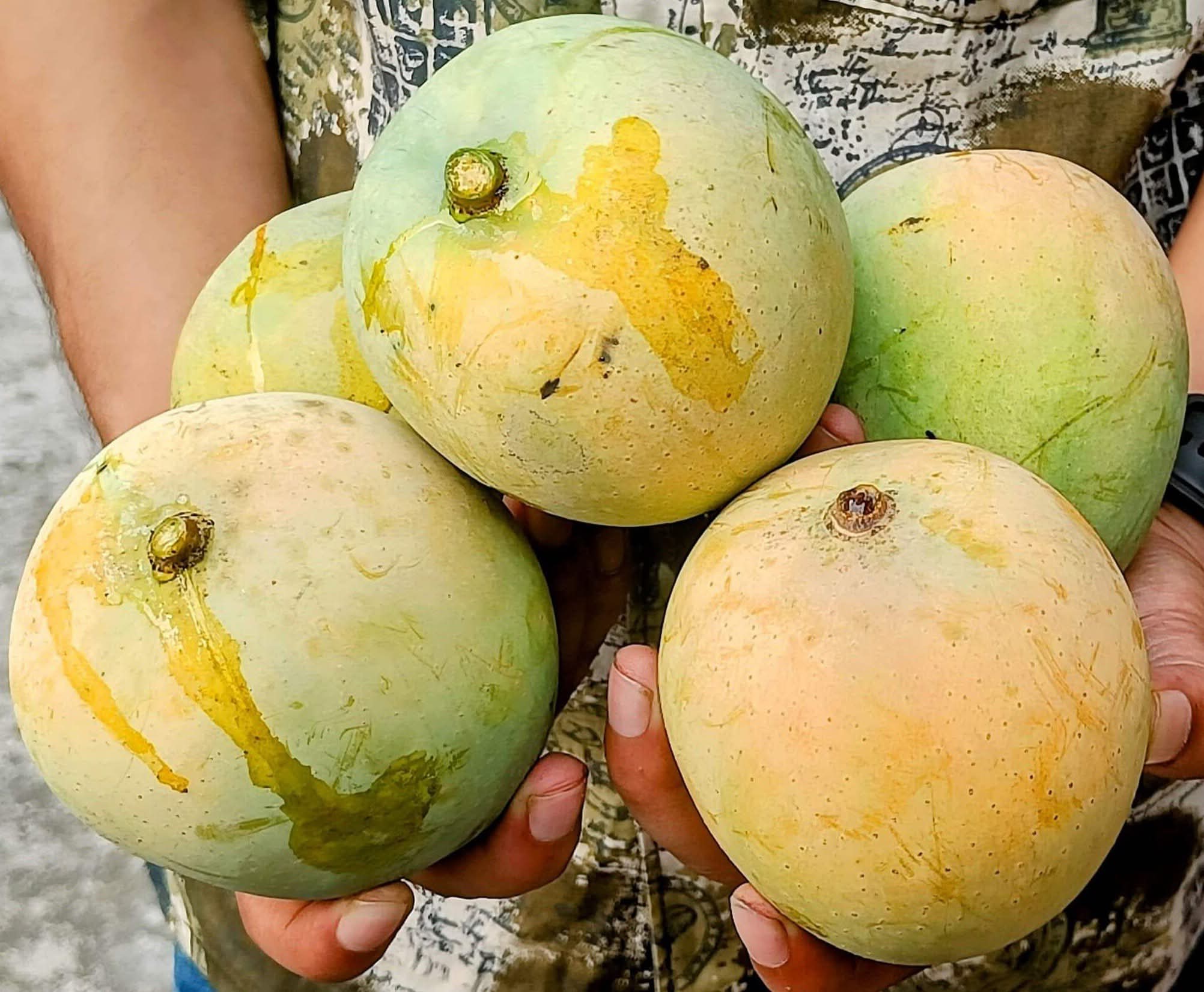 আসল স্বাদের সাতক্ষীরার হিমসাগর আম