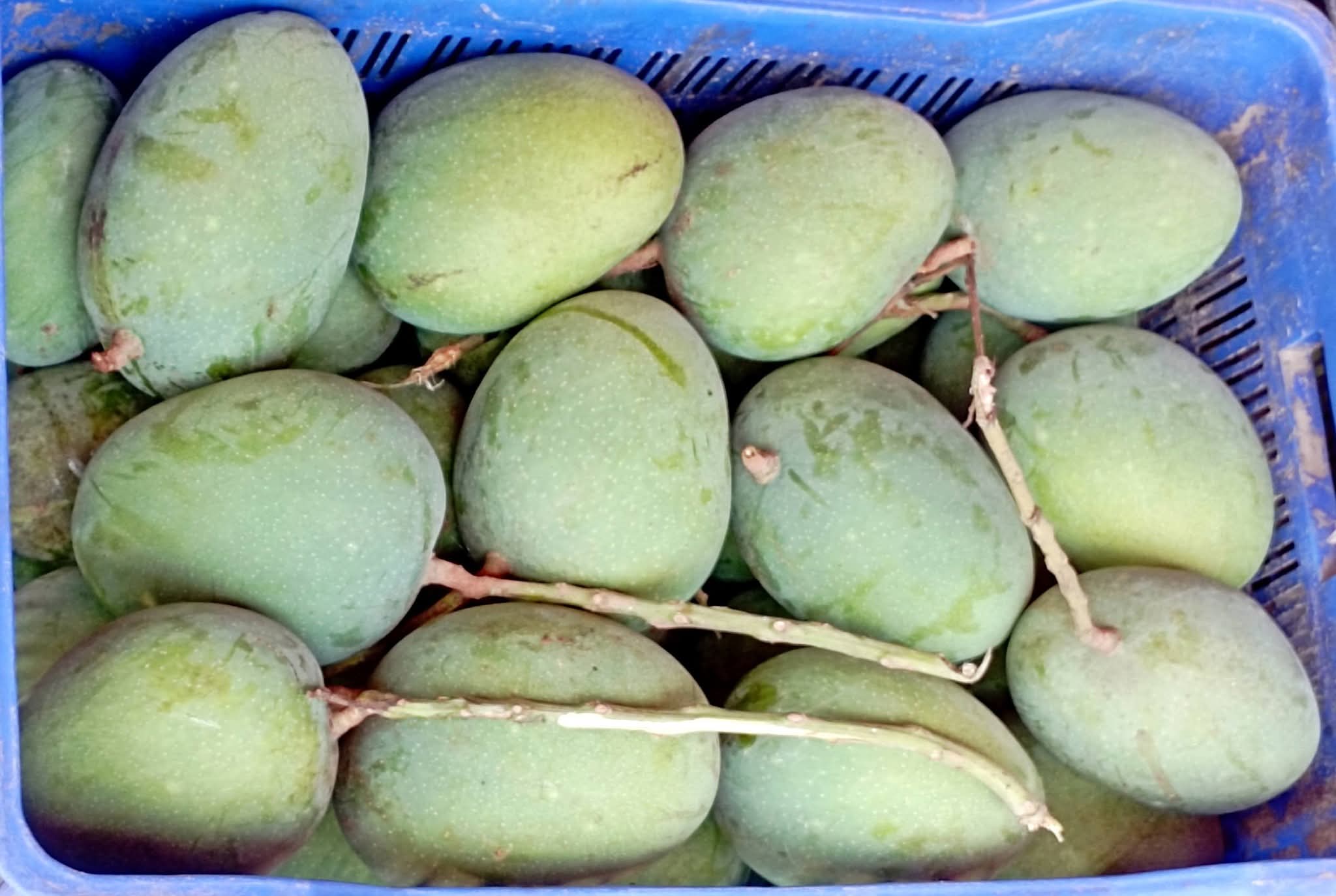 সাতক্ষীরার বিখ্যাত হিমসাগর আম ২০ কেজি